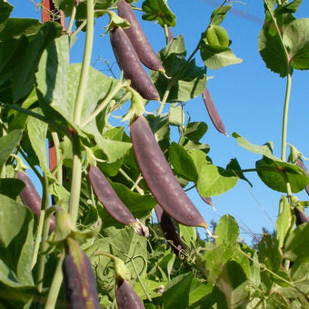 Pea, Sugar Snap 'Sugar Magnolia' (Pisum sativum)- Seed AS