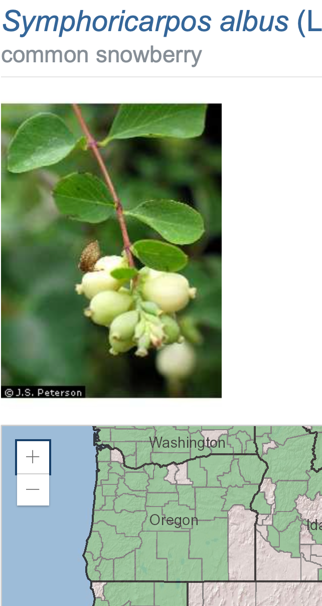 Symphoricarpos albus (Common Snowberry) CC DP