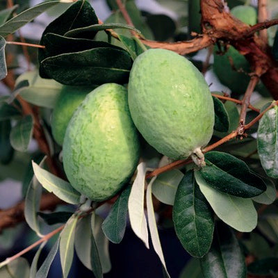 Pineapple Guava 'Takaka™' (Acca sellowiana) NN