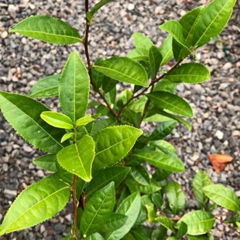 buy camellia sinensis plant Korean Tea Seedling (Camellia sinensis)