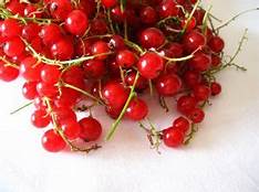 Currant, Red 'Viking' (Ribes rubrum) WF