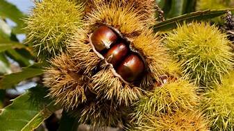 Chestnut 'Nevada' (Castanea spp.) WF