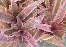 Cryptanthus bromeliad 'Elaine' (Elaine Earth Star)