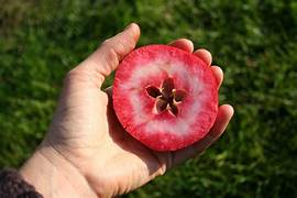 Apple 'Redlove Odysso ' (Malus spp.)