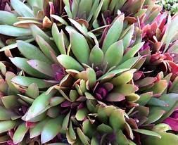 Crassula orbicularis  var. rosularis