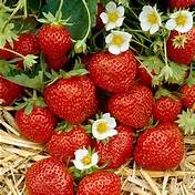 Strawberry, Everbearing 'Ozark Beauty' (Fragaria x ananassa)