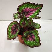 Begonia 'Jurassic Watermelon'