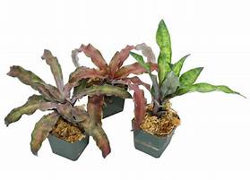 Assorted Earth Stars (Cryptanthus)