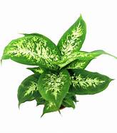 Dieffenbachia Splash