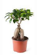Ficus retusa 'Ginseng' (Ficus Bonsai)