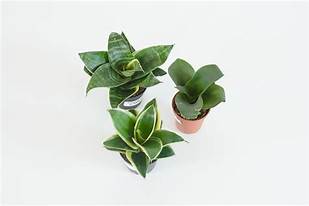 sansevieria assorted Assorted Sansevieria (Snake Plant)