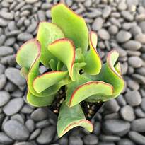 Crassula arborescens 'Curly Green'