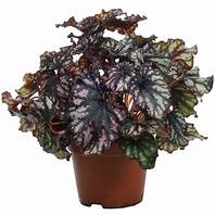 Begonia rex Cumbia