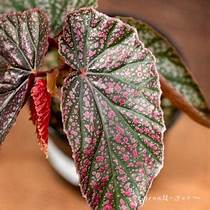 Begonia 'Pink Mink'