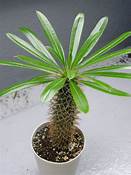 Pachypodium lamerei (Madagascar Palm)