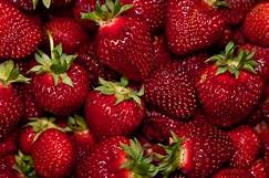 Hood Strawberry - Fragaria x ananassa "Hood" - SN