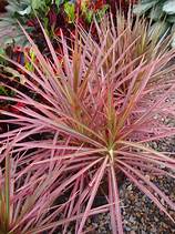 Dracaena marginata 'Colorama' (Dragon Tree)