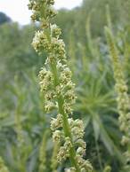 Okanogan Weld Seed (Reseda luteola) From Washington State
