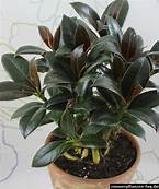 Ficus elastica 'Melany' (Rubber Plant)
