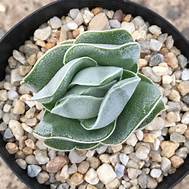 white pagoda succulent Crassula 'Ivory Pagoda'