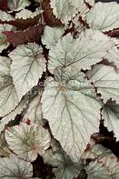 Begonia rex-cultorum 'Shadow King Cool White'