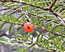 Taxus brevifolia (Pacific Yew)