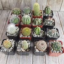 Assorted Cactus/Succulent