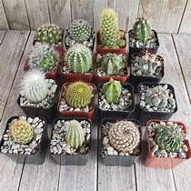 cactus and succulent shop Assorted Cactus/Succulent 6" OF Hanging Basket