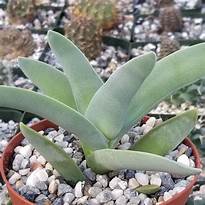 Crassula perfoliata ssp. falcata 'Propeller Plant'