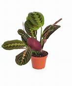 Maranta leuconeura 'Red' (Prayer Plant)