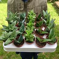 Assorted Aloe