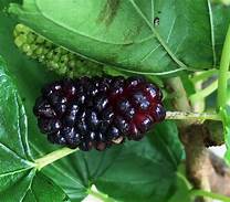 Mulberry (Morus albus 'Wellington') WF