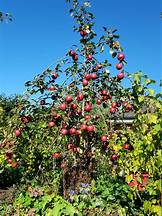 Apple 'Redlove Odysso ' (Malus spp.)