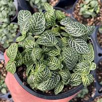 Fittonia 'Zebrano' (Nerve Plant)