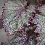 Begonia rex-cultorum 'Jurassic Jr Purple Speck'