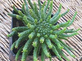 Euphorbia flanaganii monstrose (Medusa Plant)