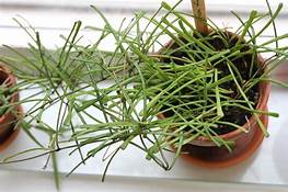 Hoya retusa (Grasss Leafed Hoya)