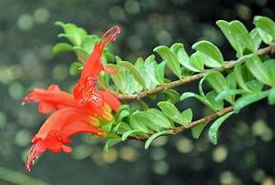 Aeschynathus buxifolius (Lipstick Vine)