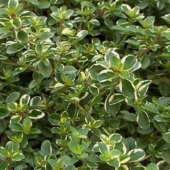 Thymus pulegioides 'Foxley' (Broad-Leaved Thyme 'Foxley') TL