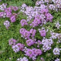 Thymus serpyllum 'Pink Chintz' (Breckland Thyme 'Pink Chintz') TL