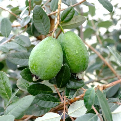 Pineapple Guava 'Unique' (Acca sellowiana) NN