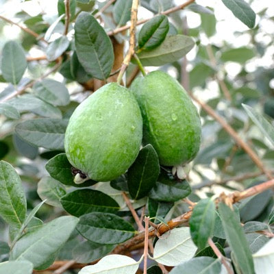 Pineapple Guava 'Unique' (Acca sellowiana)