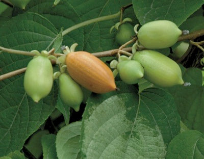 Kiwi Silver Vine 'Vera's Pride™' (Actinidia polygama) - SymbiOp
