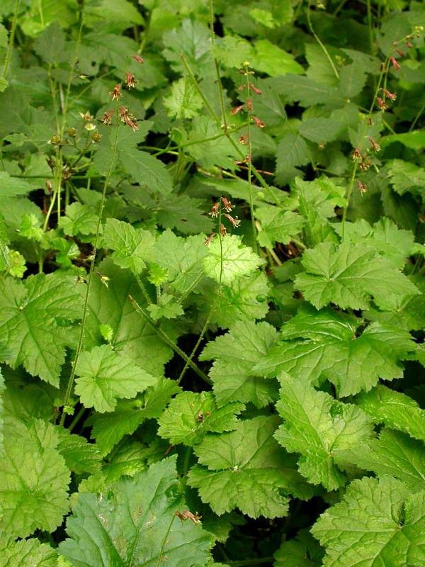 piggyback plant seeds Tolmiea menziesii (Piggyback Plant)