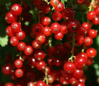 Currant, Red (Ribes rubrum 'London Market') WF